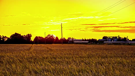 Goldener-Sonnenaufgang-über-Einem-Ackerland-Mit-Erntereifem-Getreide---Zeitraffer