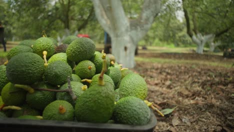 Nahaufnahme-Von-Avocados-Auf-Einem-Obstgarten-In-Michoacan-In-Zeitlupe