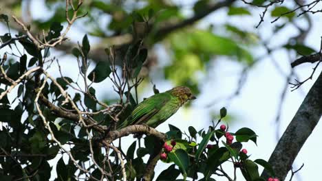 Seen-perched-on-a-branch-facing-to-the-right-curiously-looking-around-and-drops-his-poop,-Green-eared-Barbet-Megalaima-faiostricta,-Thailand