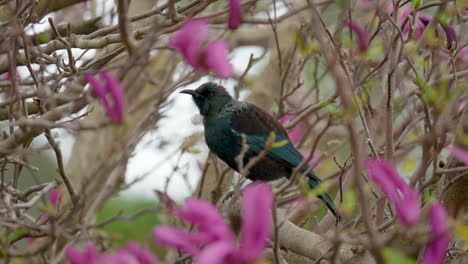 Tūī-bird-in-New-Zealand-pruning-in-a-tree-with-pink-flowers-in-slow-motion