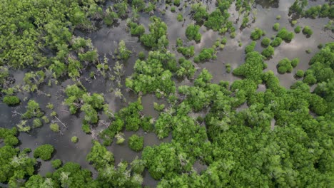 Drone-eye-view-of-Manialtepec-mangroves-near-Puerto-Escondido,-Oaxaca,-Mexico