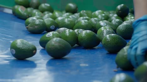SLOW-MOTION-SHOT-OF-AVOCADO-PACKING-HOUSE