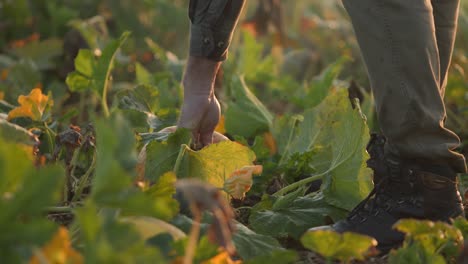 Farmer-Handpicking-Halloween-Pumpkins-from-Field-Close-Up-Shot-with-Warm-Backlit-Sunlight