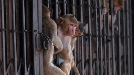 Seen-in-between-iron-grills-of-a-shutter-in-Lop-Buri,-Long-tailed-Macaque-Macaca-fascicularis,-Thailand