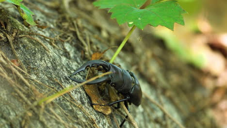 Japanese-Stag-Beetle-Without-One-Leg-Crawls-Uphill-on-Stone-Covered-with-VIne-Leaves-in-Summer-Forest---Closeup-details