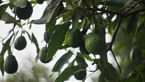 SLOWMOTION-CLOSE-UP-OF-AVOCADO-FRUITS-IN-MICHOACAN