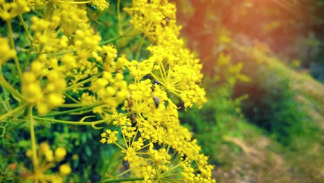 Flores-Amarillas-Llenas-De-Insectos