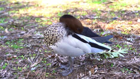 Agricultural-pest,-an-adult-male,-Australian-wood-duck,-chenonetta-jubata-spotted-on-the-urban-park-ground,-preening-and-cleaning-its-feathers-with-its-beak,-close-up-shot