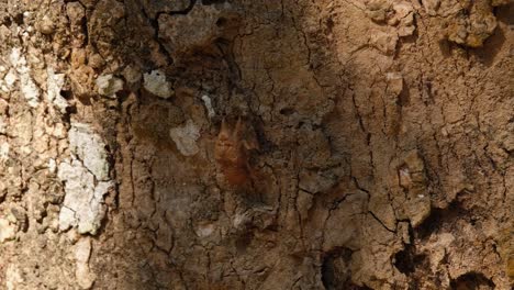 Shadow-and-light-casting-on-the-bark-of-a-tree-revealing-this-Cicada-shed-skin,-Thailand