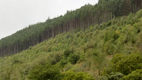 Nachwachsen-Der-Vegetation-Nach-Dem-Fällen-Infizierter-Bäume-Mit-Lärchenkrankheit-Auf-Der-Rhyslyn-Forststraße-Im-Afan-Tal