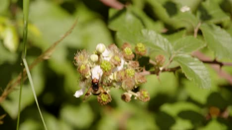 Shot-of-volucella-pellucens-fly-Landing-on-wild-blackberry-blossom