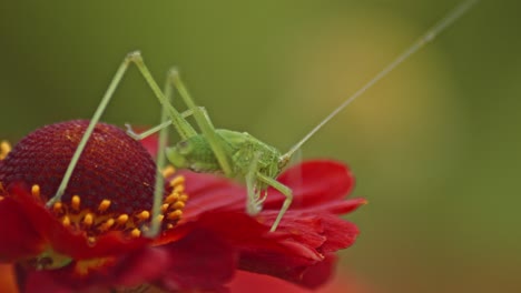 Macro-shot-of-The-green-grasshopper-sitting-on-a-red-leaf