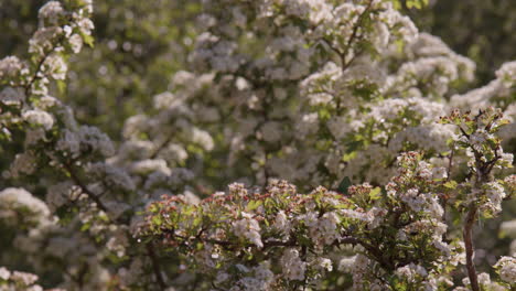 Green-Hairstreak-Perched-Amongst-Hawthorn-blossom-on-Spring-Day,-Dartmoor,-Devon