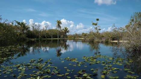 Tilt-up-shot-of-a-small-park-in-the-Florida-everglades-with-a-small-murky-swamp-lake-in-the-middle-covered-in-lily-pads-and-surrounded-by-palm-trees-on-a-warm-sunny-day-with-big-clouds