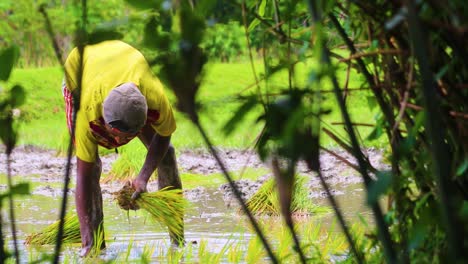 Traditional-man-planting-paddy-plants-in-wet-rural-farmland-of-Asia