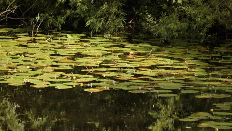 mid-shot-of-water-lily-pond-with-With-reflections