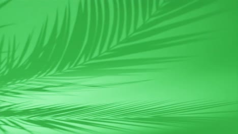 Tropische-Palmenblätter-Vor-Grünem-Hintergrund