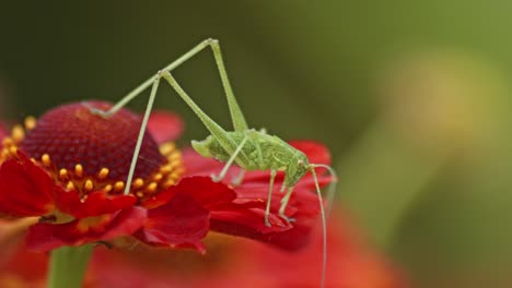 A-green-field-grasshopper-resting-on-a-red-flower