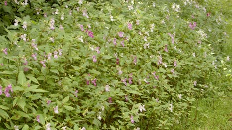 Angled-wide-Shot-of-impatiens-balsamina-balfourii-at-Garw-Valley,-Afan,-Cynonville