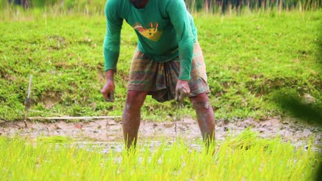 Hombre-Rural-Asiático-Mojando-Plántulas-De-Arroz-Para-Trasplantar-En-Campos-De-Cultivo-En-Bangladesh