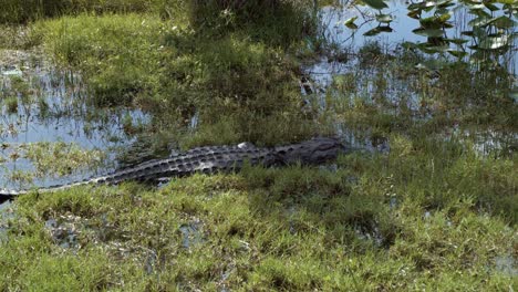 Tilt-down-handheld-4K-shot-of-a-medium-size-alligator-sitting-in-the-middle-of-the-murky-Florida-everglade-swamp-with-it's-scaly-spine-showing-on-a-warm-sunny-day