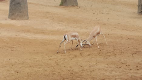 Two-Young-Gazelles-Play-Fighting-at-a-Zoo