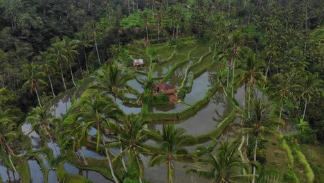 Reveal-shot-of-Bali-green-rice-paddies-during-sunset,-aerial