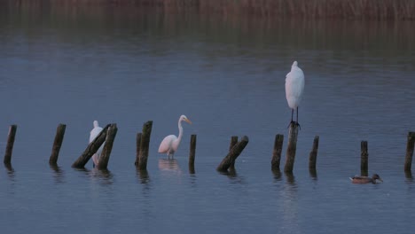 White-herons-hunting-on-the-river-by-the-broken-down-old-pier