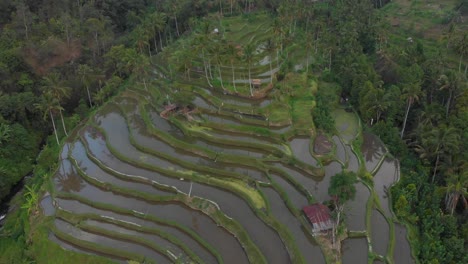 Ikonische-Ansicht-Der-Reisfelder-Von-Bali,-Indonesien,-Mit-Reflexionen,-Luftaufnahme