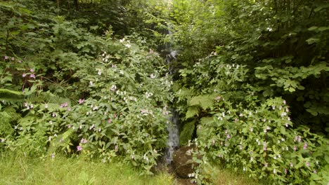 Wide-shot-of-a-waterfall-surrounded-by-impatiens-balsamina-balfourii