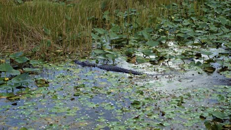 4K-shot-of-a-small-size-alligator-swimming-in-the-middle-of-the-murky-Florida-everglade-swamp-covered-in-lily-pads-and-tall-grass-with-it's-scaly-spine-showing-on-a-warm-sunny-day