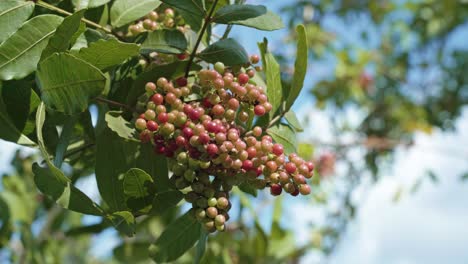 Close-up-4K-shot-of-beautiful-growing-and-ripe-red,-white,-and-pink-Brazilian-peppercorn-berries-on-their-tree-in-the-tropical-Florida-everglades-near-Miami-on-a-warm-sunny-summer-day