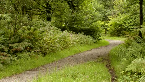 Camino-Forestal-Junto-Al-Río-Afan-En-El-Valle-De-Afan.