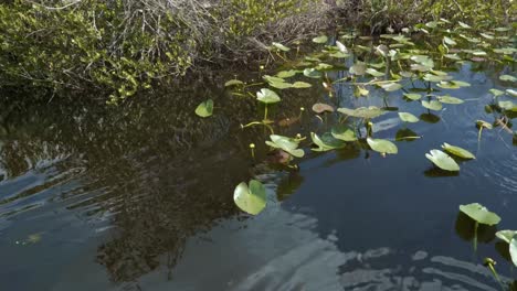 Slow-trucking-left-shot-passing-by-lily-pads-and-tall-grass-in-the-murky-water-of-the-Florida-everglades-near-Miami-on-an-airboat-during-a-tour-on-a-warm-summer-day