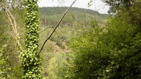 Shot-of-the-AfanValley-Through-trees-over-the-Afan-river
