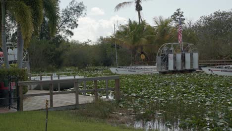 Handheld-4K-Aufnahme-Großer-Touristen-Luftboote,-Die-In-Den-Everglades-In-Der-Nähe-Von-Miami,-Florida,-Anlegen,-Mit-Alligatoren-Und-Krokodilen,-Die-Sich-An-Einem-Warmen,-Sonnigen-Tag-Unter-Seerosenblättern-Verstecken-Und-Alle-Von-Palmen-Umgeben-Sind