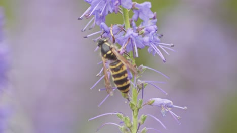 A-worker-wasp-collects-nectar-from-purple-lavender-flowers-while-honey-bee-flies-by