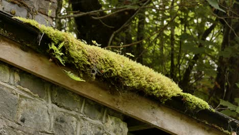 Close-up-shot-of-moss-on-a-Disused-station-building-at-Cynonville-Station