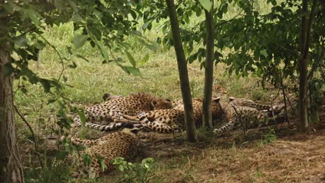 A-group-of-cheetahs-resting-under-a-tree-on-the-grass
