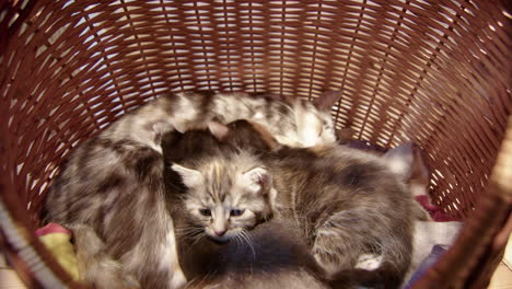 Kittens-cuddled-up-drinking-milk-from-mom-lying-down-in-wicker-basket,-closeup