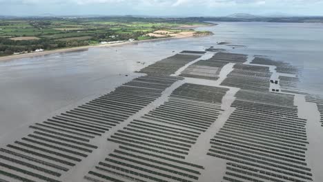 Oyster-Beds-Ireland-farming-oysters-at-Woodstown-Waterford-Ireland-establishing-drone-shot-on-a-autumn-day