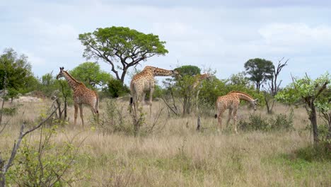 A-family-of-giraffe,-stripping-leaves-off-Acacia-trees,-Kruger,-South-Africa-Giraffa-camelopardalis-giraffa