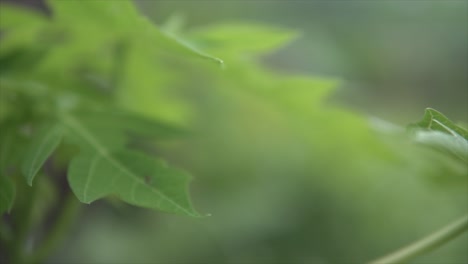 Insekt-Fliegt-Zwischen-Grünen-Blättern