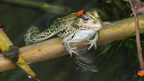 Daruma-pond-frog-in-a-pond-water-beathing---closeup