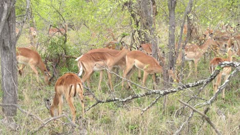 A-group-of-female-impala-weaving-through-dense-underbrush,-Kruger,-South-Africa-Aepyceros-melampus