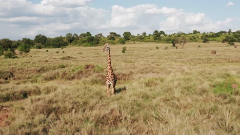 Masai-Mara-Aerial-drone-shot-Orbitting-Giraffe-Wildlife-Safari-Animal-and-African-Savanna-Landscape-Scenery-in-Beautiful-Maasai-Mara-National-Reserve-Nature,-Kenya-in-Amazing-Masai-Mara