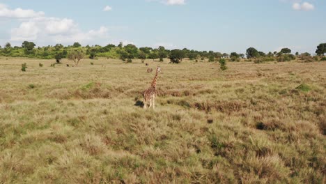 Luftdrohnenaufnahme-Nach-Giraffenwanderung,-Wildtiersafari-Und-Afrikanischer-Savannenlandschaft-In-Der-Wunderschönen-Natur-Des-Masai-Mara-Nationalreservats,-Kenia-In-Der-Atemberaubenden-Masai-Mara