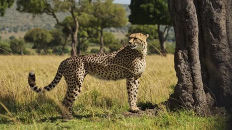 Kenya-Wildlife-Safari-Animal,-a-Beautiful-Cheetah-Walking-the-Savanna-in-Masai-Mara-National-Reserve-in-African-Scenery,-Close-Up-Low-Angle-Shot-Looking-Around-for-Prey-While-Hunting