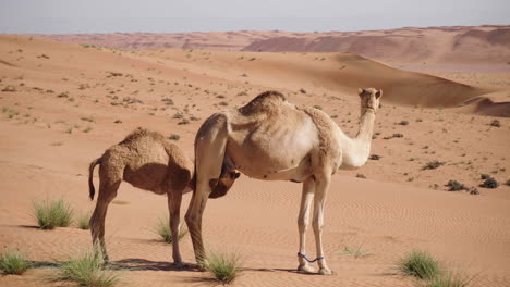 Kamel-Mit-Seiner-Mutter-In-Der-Wahiba-Wüste-Von-Oman