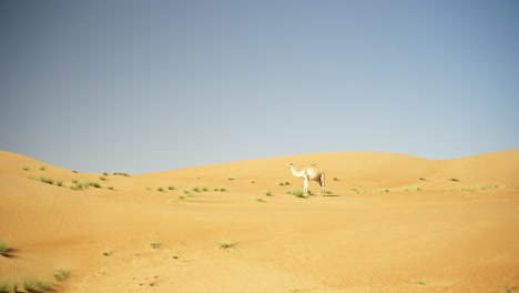 Wide-shot-of-a-camel-in-the-Wahiba-Sands-desert-in-Oman